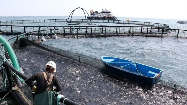 "Türk havyarı" dünya markası olma yolunda
