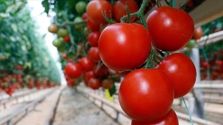 Romanya, Türk domatesinin en büyük alıcısı oldu