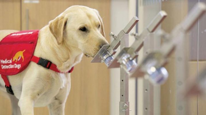 Koronada umudumuz köpeklere kaldı