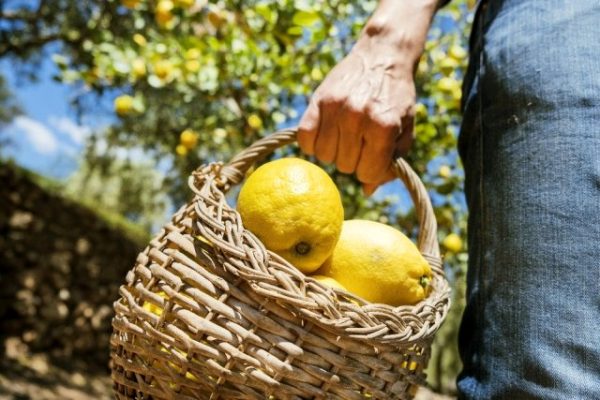 Romanya Türk limonuna yeniden kavuşacak